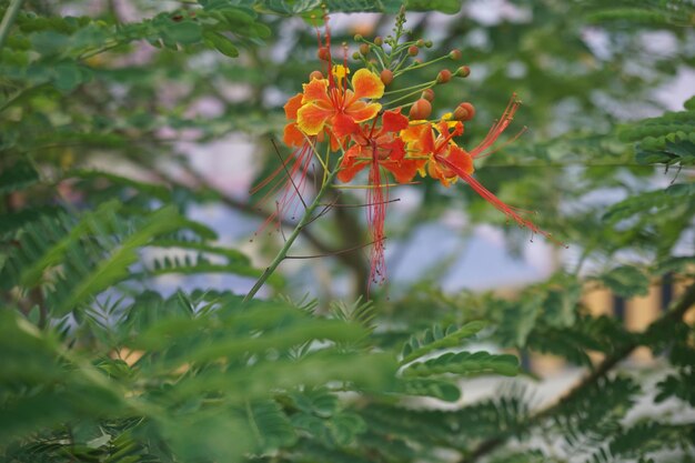 Flores de Krishna Chura à beira da estrada