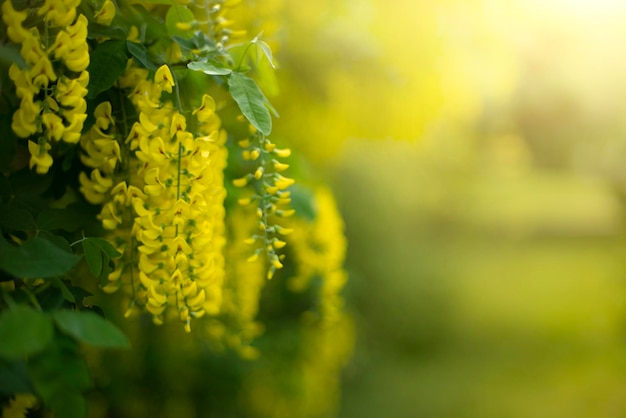 flores de laburno escocês primavera closep