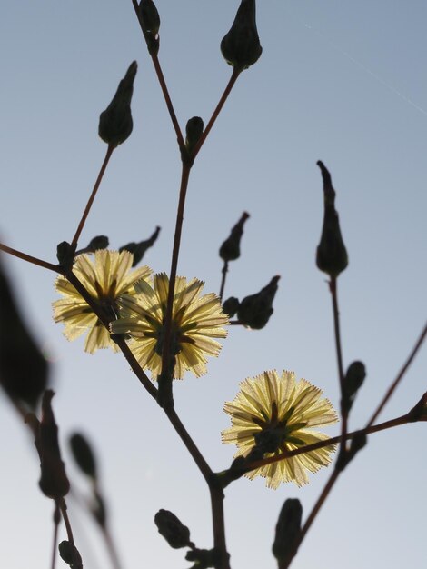 Flores de Lactuca virosa em um fundo de céu azul