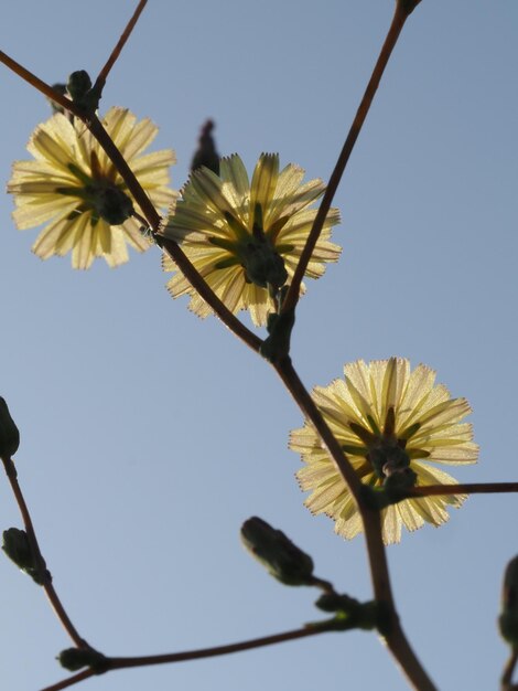 Flores de Lactuca virosa em um fundo de céu azul