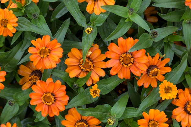 Flores de laranja brilhantes em fundo de folhas verdes close-up em canteiro de flores de verão