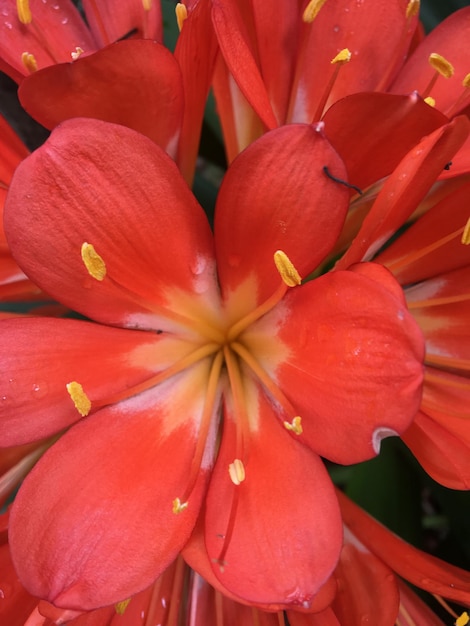 Flores de laranja de uma clivia miniata