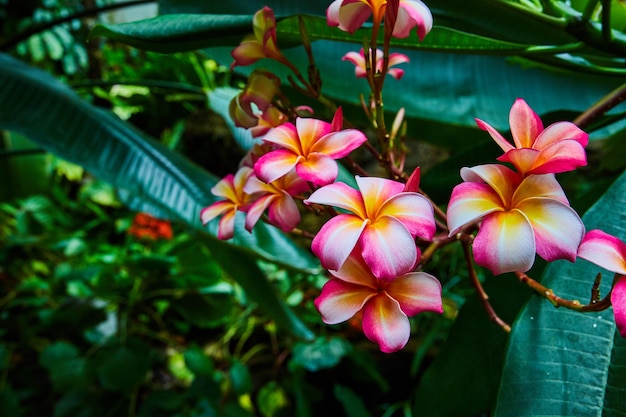 Flores de laranja e rosa da floresta tropical em detalhes de floração total