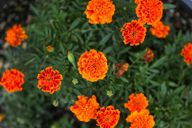 Flores de laranja em um jardim