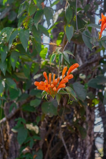 Belo Fundo De Flores E árvores Da Floresta, Floresta, árvore