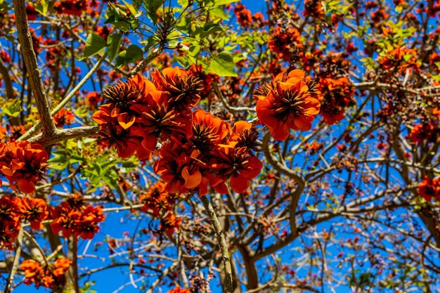 Foto flores de laranja na árvore erythrina caffra na primavera