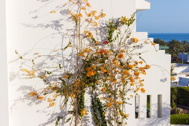 Foto flores de laranja na parede da casa