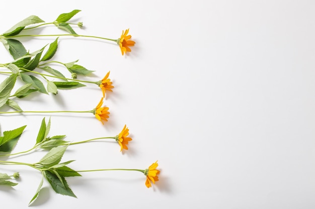 Flores de laranja na vista superior de fundo branco