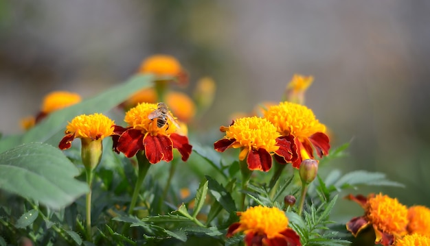 Flores de laranja no jardim