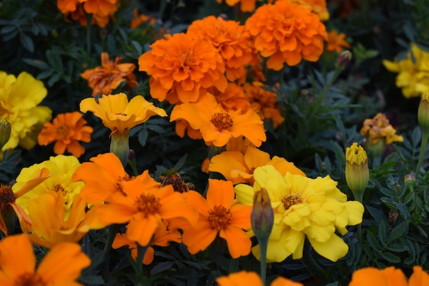 Flores de laranja