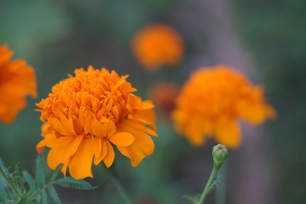 Foto flores de laranja