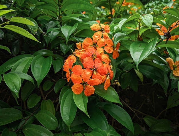 Flores de laranjeira com folhas verdes exuberantes