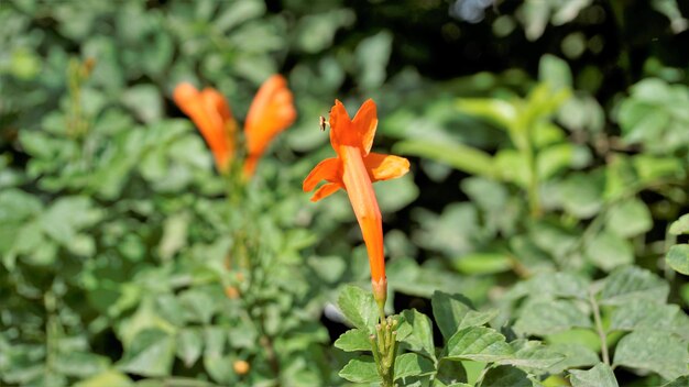 Foto flores de laranjeira de tecoma capensis, também conhecidas como cape madressilva tecomaria marsh cavalinha etc