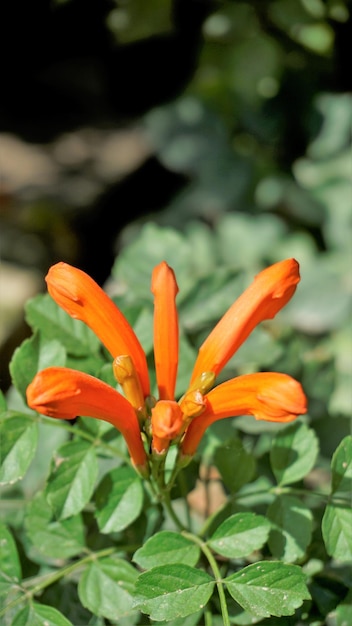 Flores de laranjeira de Tecoma capensis, também conhecidas como Cape madressilva Tecomaria Marsh cavalinha etc