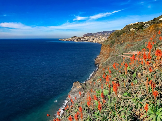 Flores de laranjeira florescendo em funchal com água do oceano ao fundo ilha da madeira, portugal