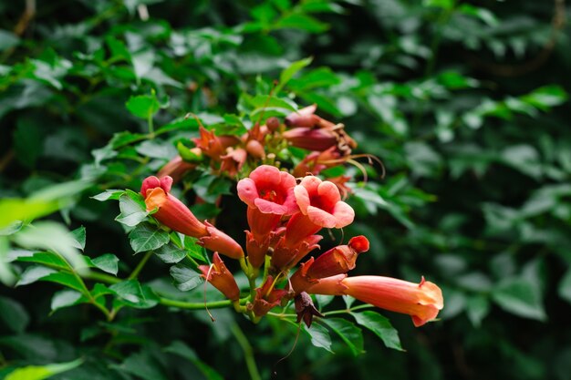 flores de laranjeira florescendo plantário