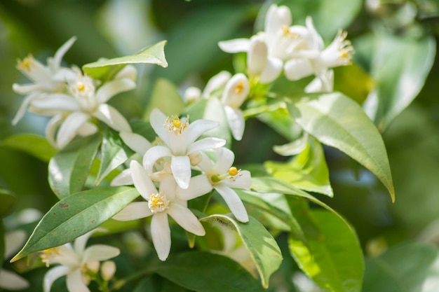 Flores de laranjeira na primavera