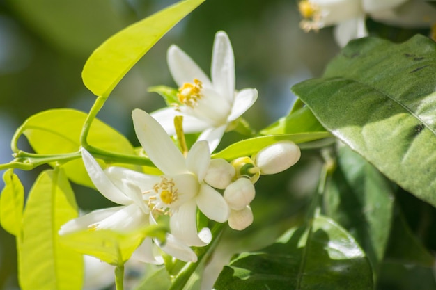 Flores de laranjeira na primavera