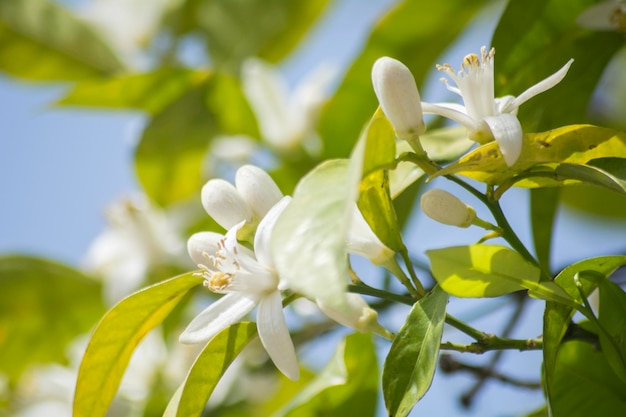 Flores de laranjeira na primavera