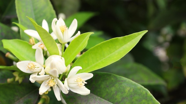 flores de laranjeira