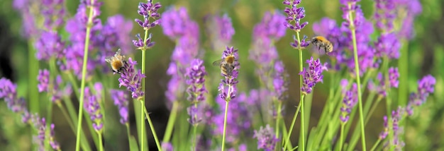 flores de lavanda a florescer num jardim e abelhas a recolher mel