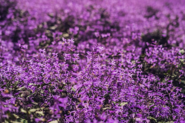 Flores de lavanda à luz do sol em foco suave, cores pastel e fundo desfocado