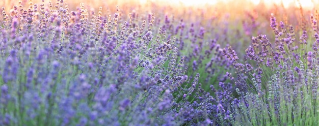 Flores de lavanda abstraem fundo natural de perto