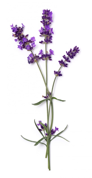 Flores de lavanda close-up