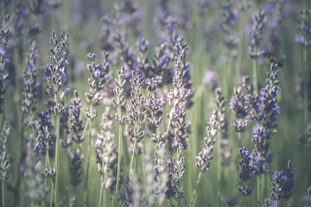 Flores de lavanda com abelhas