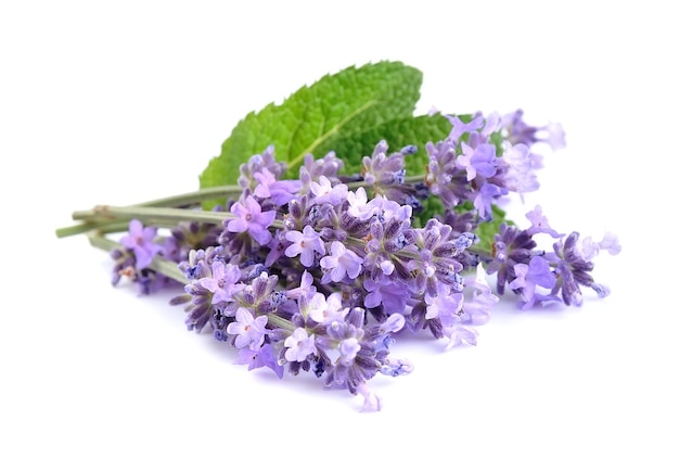 Flores de lavanda com folhas isoladas.