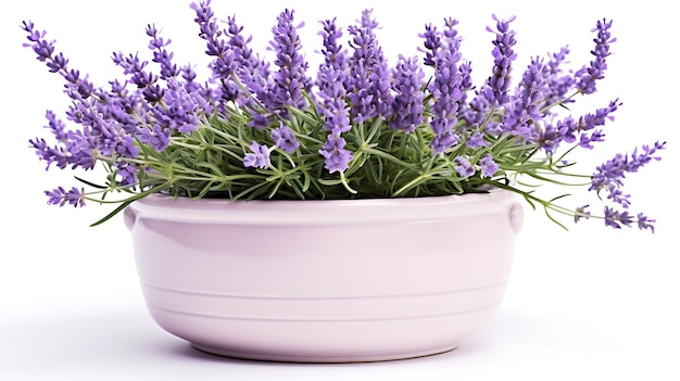 Flores de lavanda com vaso isolado em fundo branco