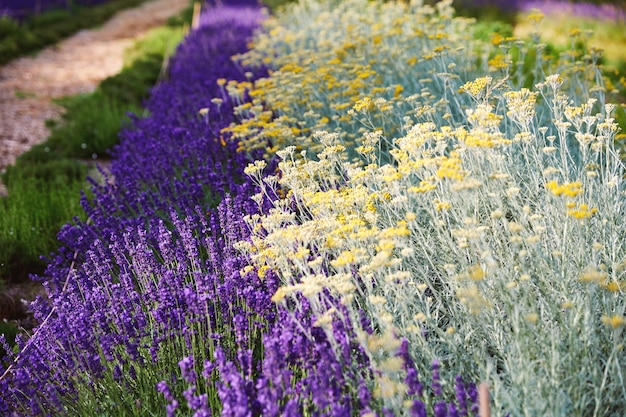 Flores de lavanda crescendo no parque de Bruxelas