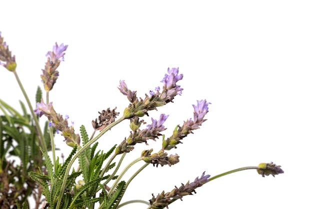 Flores de lavanda de estreitas folhas