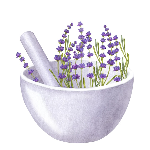 Flores de lavanda de xícara branca folhas de pestilha de tigela Aromaterapia de spa ilustração de aquarela isolada