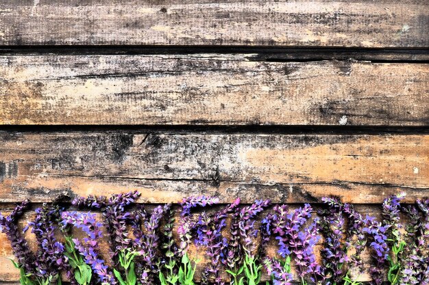 Flores de lavanda e sálvia em uma mesa de madeira closeup Pranchas horizontais de madeira velha escura com flores roxas e azuis e folhas ao redor das bordas Natureza morta e postura plana Espaço de cópia grátis para texto