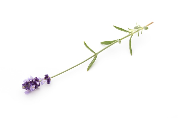 Flores de lavanda em branco.