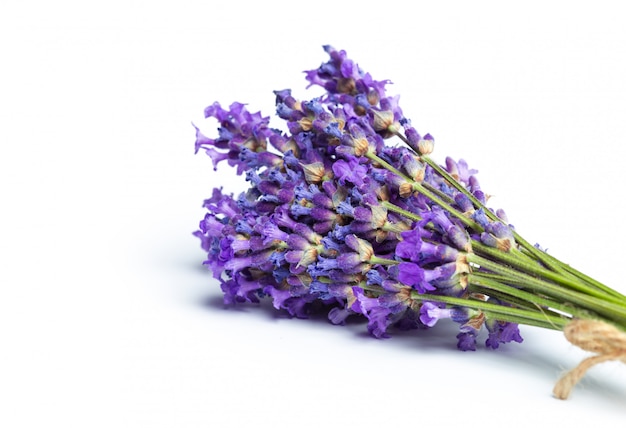 Flores de lavanda em branco