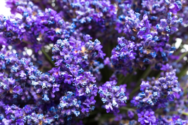 Flores de lavanda em branco