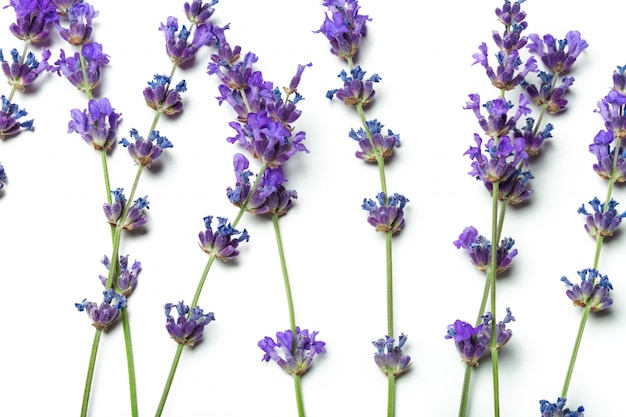 Flores de lavanda em branco