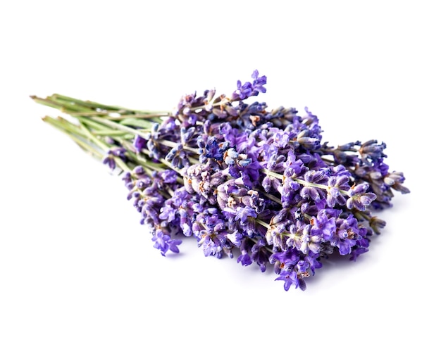 Flores de lavanda em fundo branco.