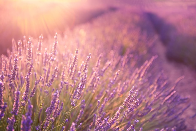 Flores de lavanda em Provence, França. Imagem macro, profundidade de campo rasa. Fundo de bela natureza