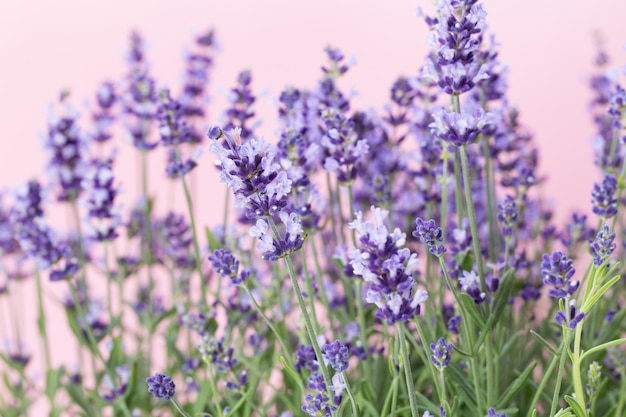 Flores de lavanda em um branco.