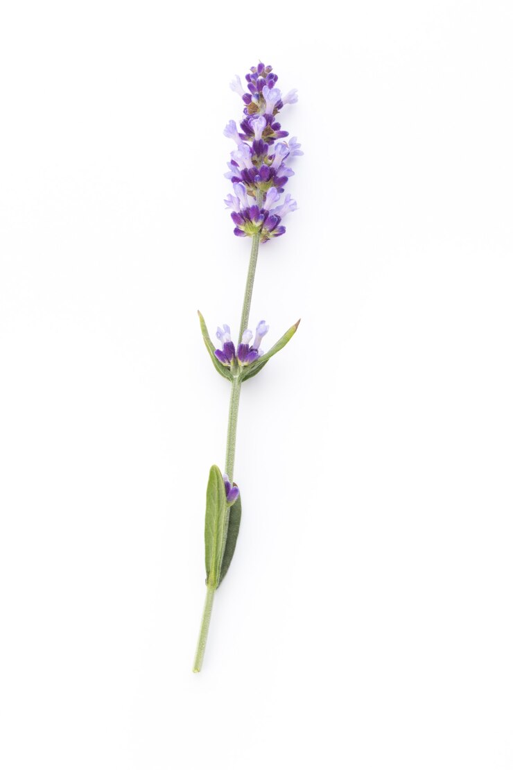 Flores de lavanda em um branco.