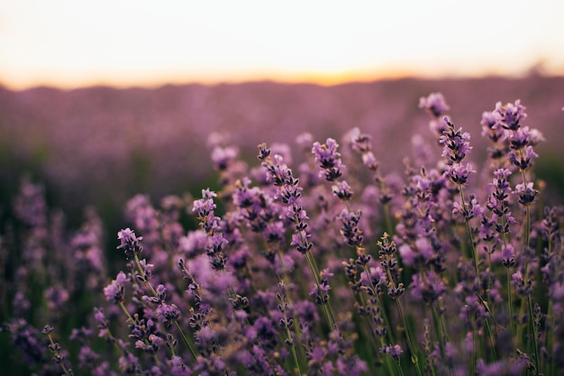 Flores de lavanda em um campo no verão