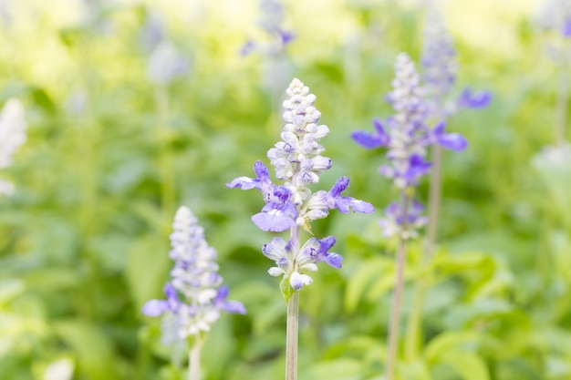 Flores de lavanda em um campo.