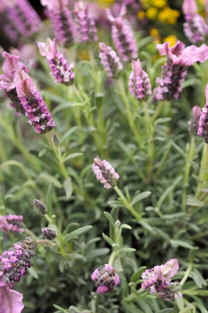 Flores de lavanda em um campo