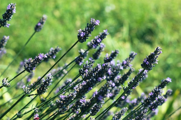 Flores de lavanda em um campo