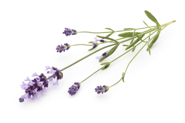 Flores de lavanda em um fundo branco.