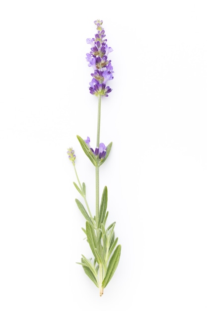 Flores de lavanda em um fundo branco.