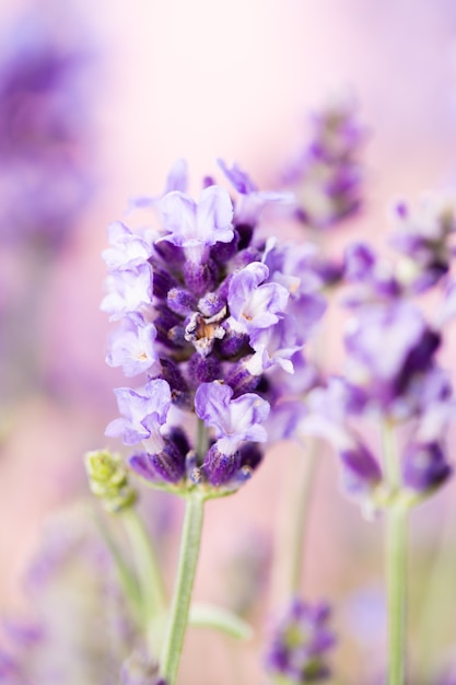 Flores de lavanda em um fundo branco.